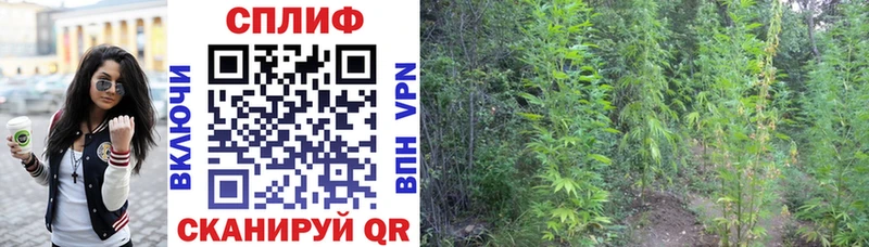 Конопля OG Kush Кропоткин